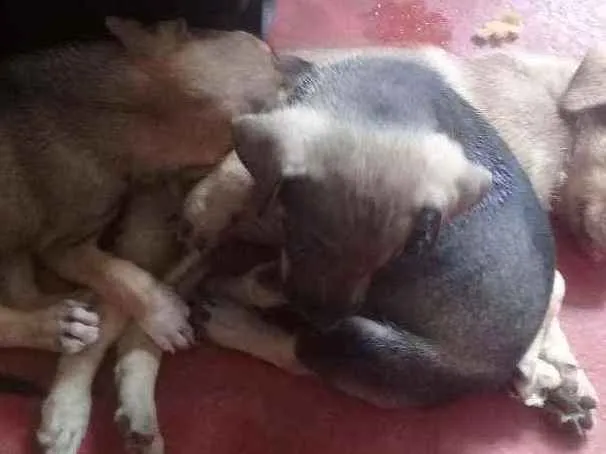 Cachorro ra a Mestiço  idade Abaixo de 2 meses nome Mel,antonella,baixin
