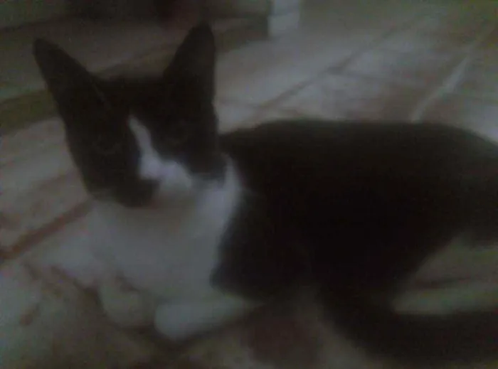 Gato ra a SRD idade 7 a 11 meses nome Magrelinho