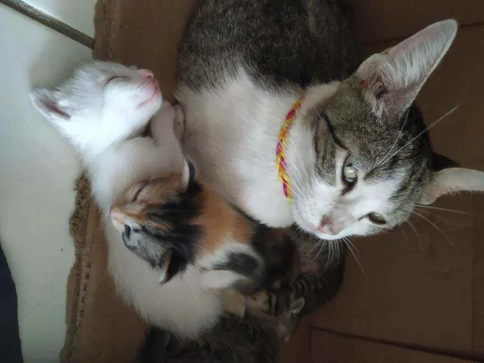 Gato ra a Variados idade 2 a 6 meses nome Sem nomes