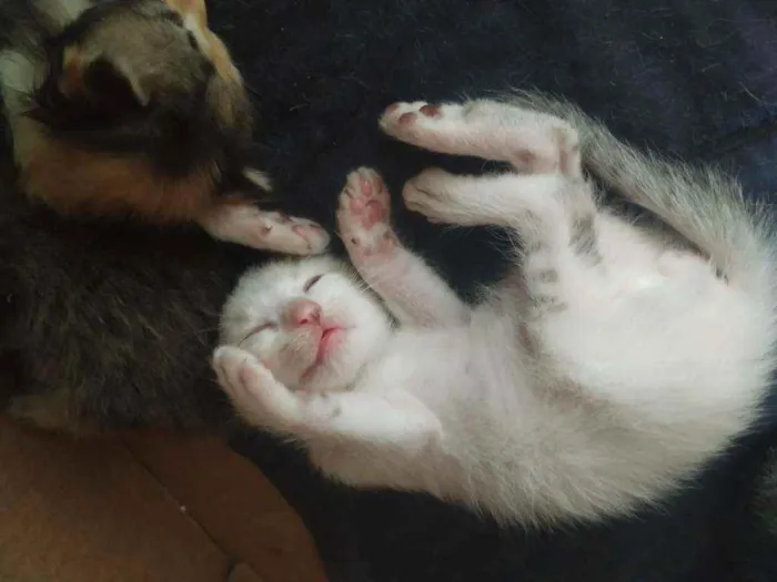 Gato ra a Variados idade 2 a 6 meses nome Sem nomes