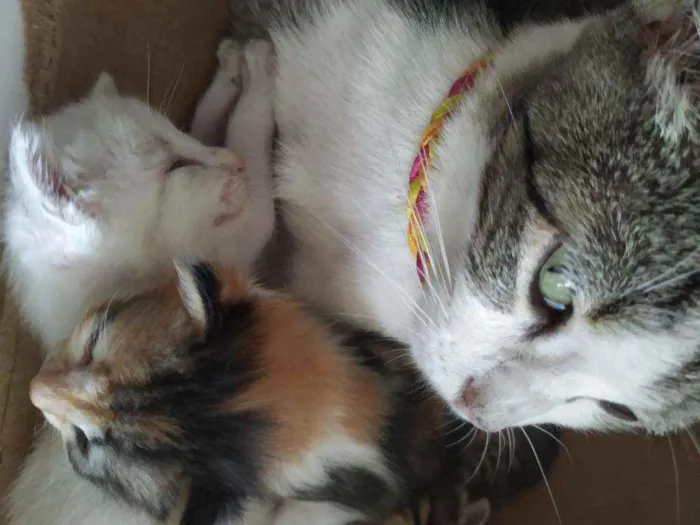 Gato ra a Variados idade 2 a 6 meses nome Sem nomes