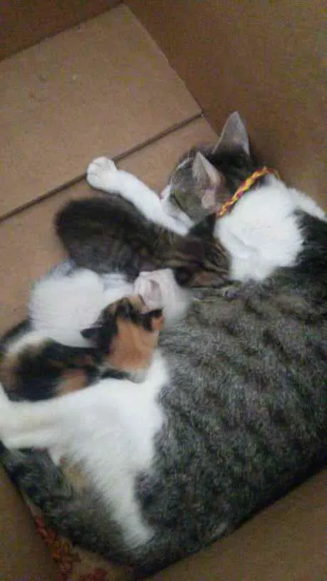 Gato ra a Variados idade 2 a 6 meses nome Sem nomes