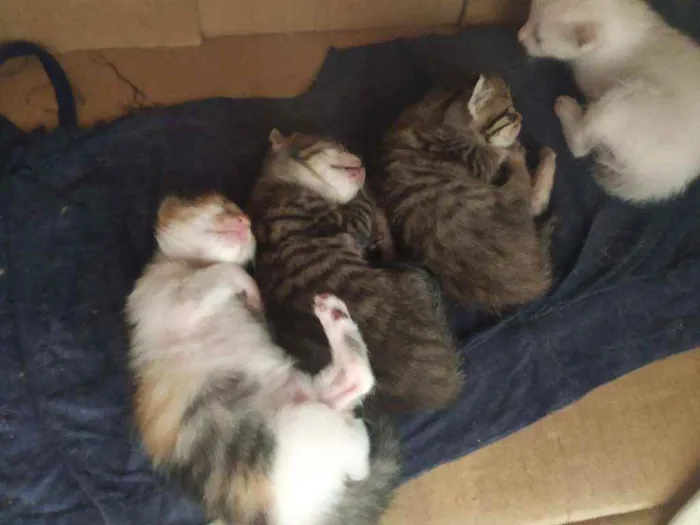 Gato ra a Variados idade 2 a 6 meses nome Sem nomes