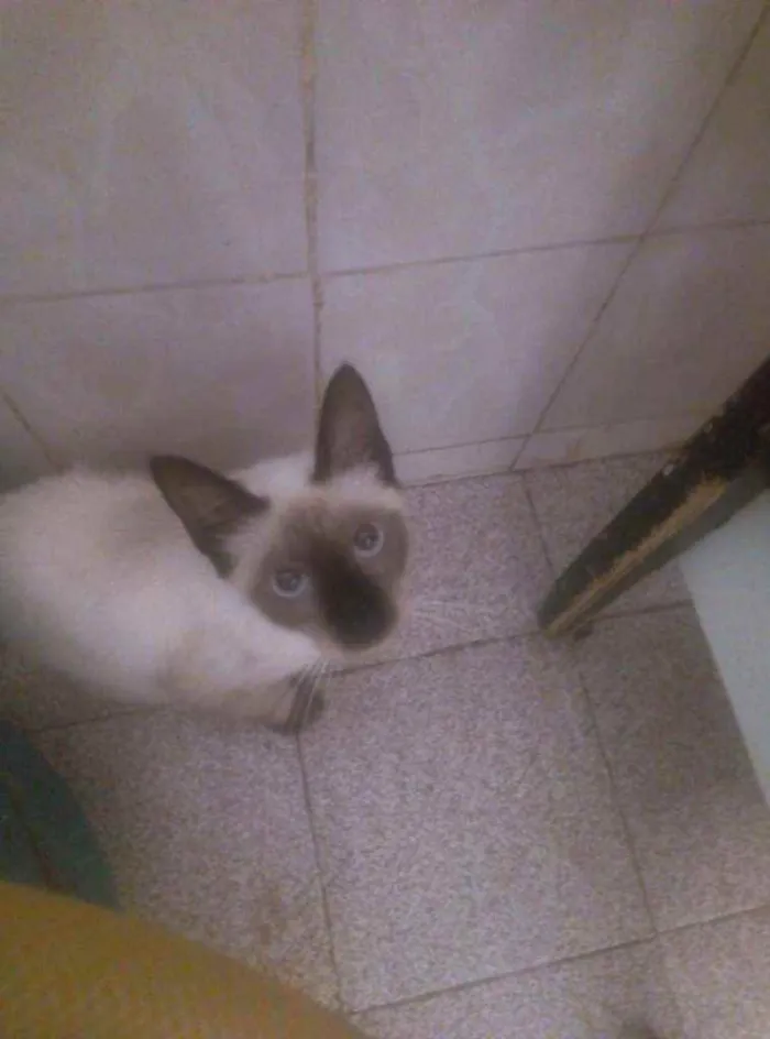 Gato ra a SRD idade 2 a 6 meses nome Pompom