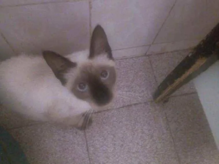 Gato ra a SRD idade 2 a 6 meses nome Pompom