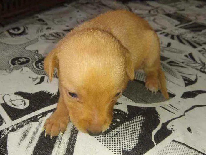 Cachorro ra a Indefinida idade Abaixo de 2 meses nome Não tem nome