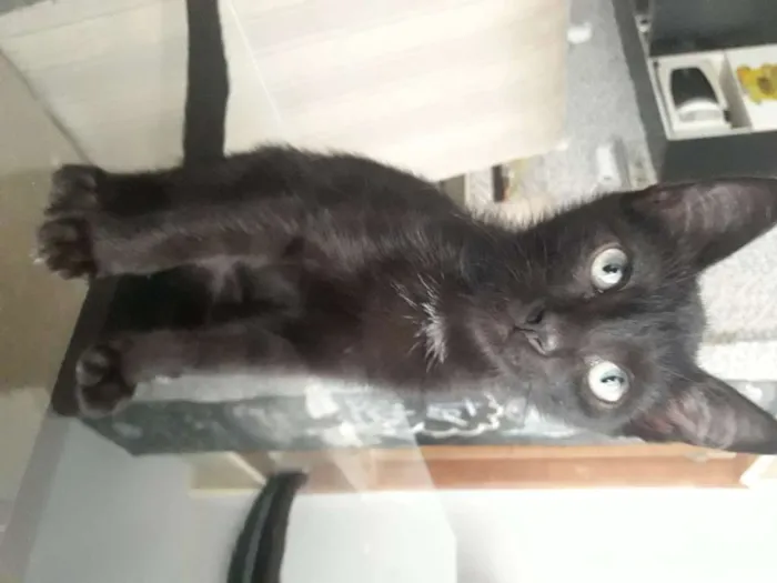 Gato raça SRD-ViraLata idade 2 a 6 meses nome Tereza