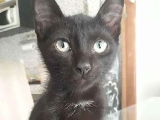 Gato raça SRD-ViraLata idade 2 a 6 meses nome Tereza