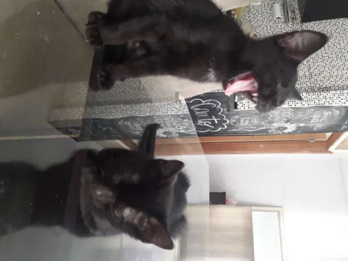 Gato raça SRD-ViraLata idade 2 a 6 meses nome Maria Antônia