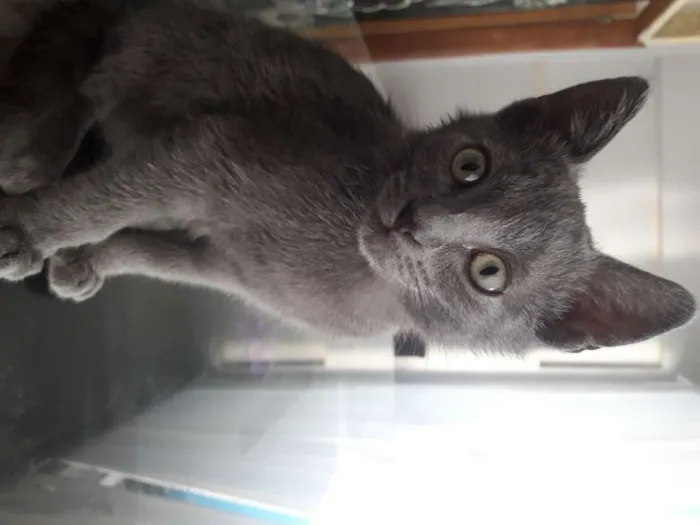 Gato raça SRD-ViraLata idade 2 a 6 meses nome Eugênio
