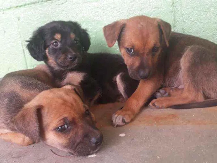 Cachorro ra a Raça indefinida idade 2 a 6 meses nome Não tem nome 
