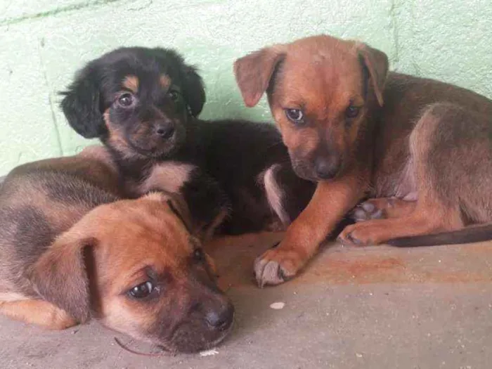 Cachorro ra a Raça indefinida idade 2 a 6 meses nome Não tem nome 