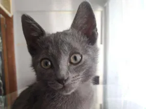 Gato raça SRD-ViraLata idade 2 a 6 meses nome Eugênio