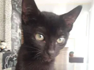 Gato raça SRD-ViraLata idade 2 a 6 meses nome Maria Antônia