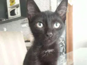 Gato raça SRD-ViraLata idade 2 a 6 meses nome Tereza