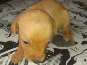 Cachorro raça Indefinida idade Abaixo de 2 meses nome Não tem nome