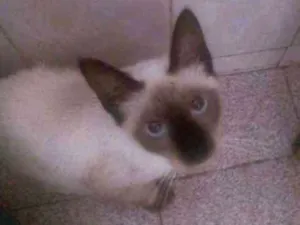 Gato raça SRD idade 2 a 6 meses nome Pompom