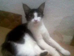 Gato raça SRD idade 2 a 6 meses nome Princesinha