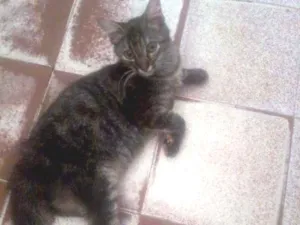 Gato raça SRD idade 2 a 6 meses nome Xuxinha