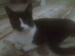 Gato raça SRD idade 7 a 11 meses nome Magrelinho