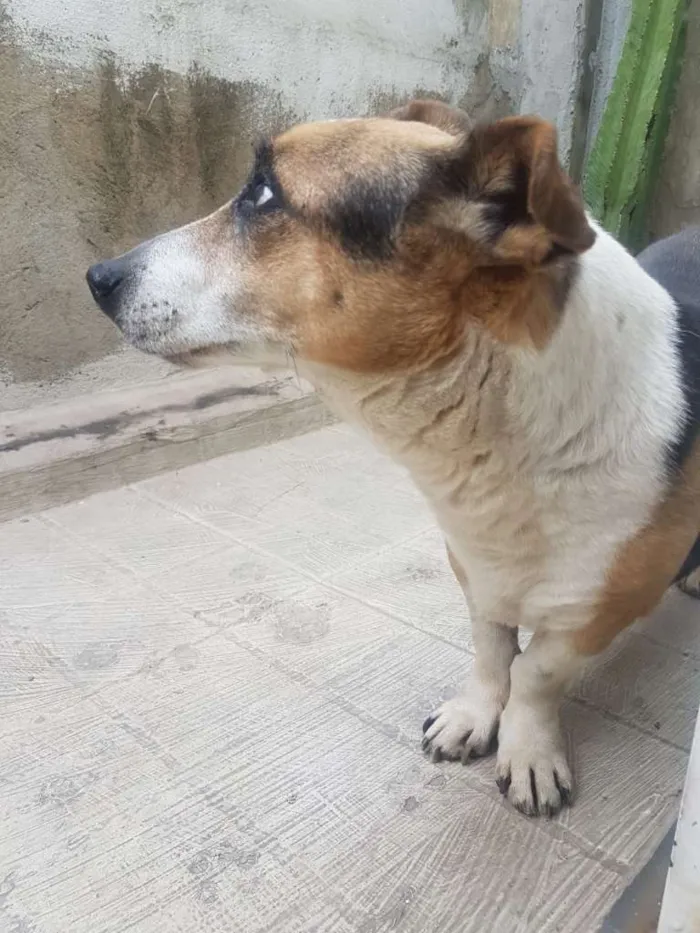 Cachorro ra a SRD Jack Russel Terrier  idade 6 ou mais anos nome Tikinho