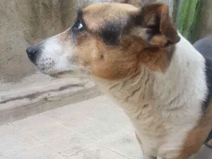 Cachorro raça SRD Jack Russel Terrier  idade 6 ou mais anos nome Tikinho