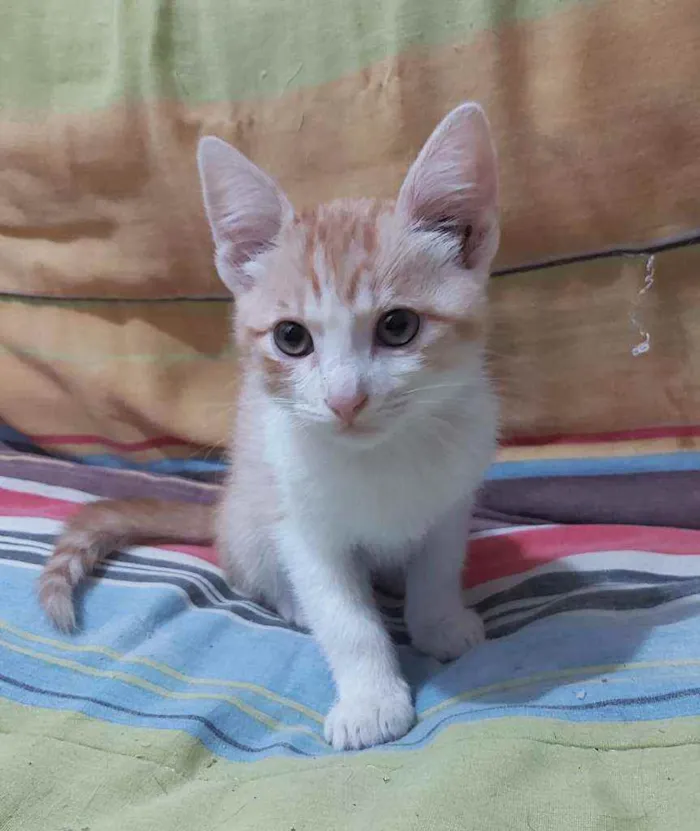 Gato ra a  idade 2 a 6 meses nome Raul