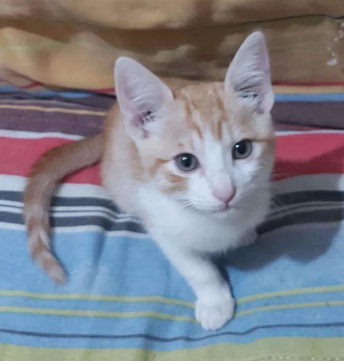 Gato ra a  idade 2 a 6 meses nome Raul
