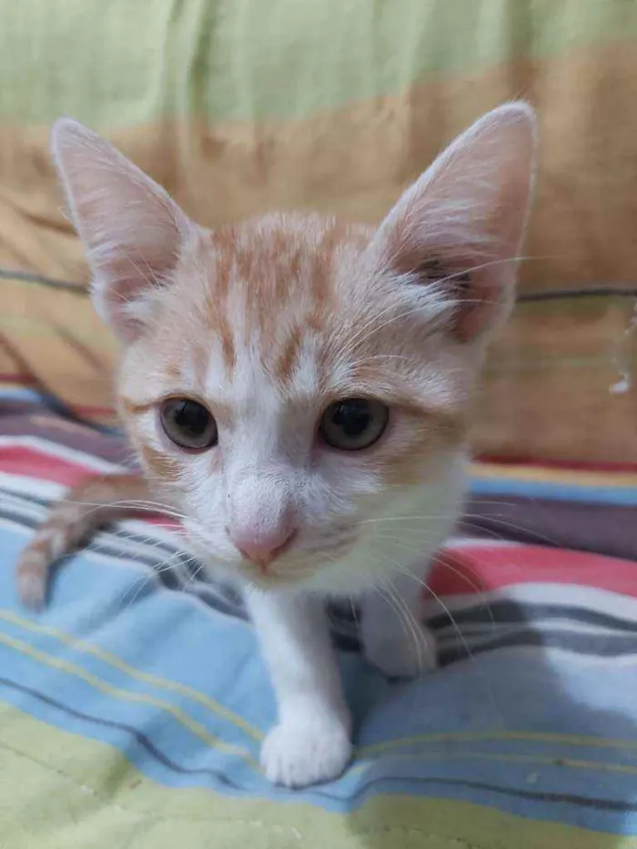 Gato ra a  idade 2 a 6 meses nome Raul