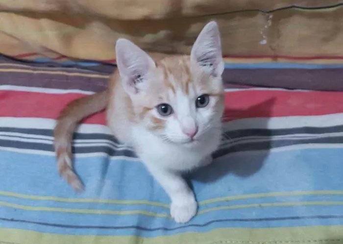 Gato ra a  idade 2 a 6 meses nome Raul
