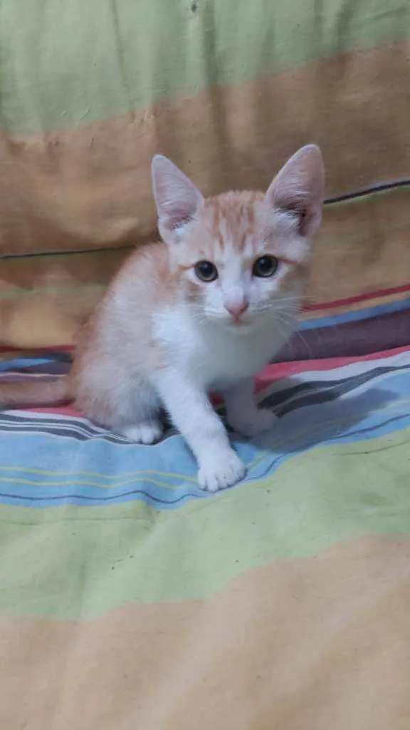 Gato ra a  idade 2 a 6 meses nome Raul