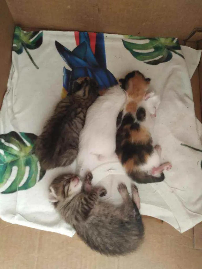 Gato ra a .... idade Abaixo de 2 meses nome ...