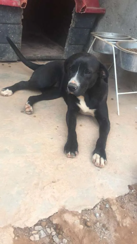 Cachorro ra a Mix de Vira-Lata com Pitbull idade 3 anos nome Manu - Pitbull 