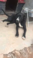 Manu - Pitbull