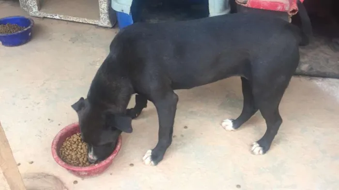 Cachorro ra a Mix de Vira-Lata com Pitbull idade 3 anos nome Manu - Pitbull 
