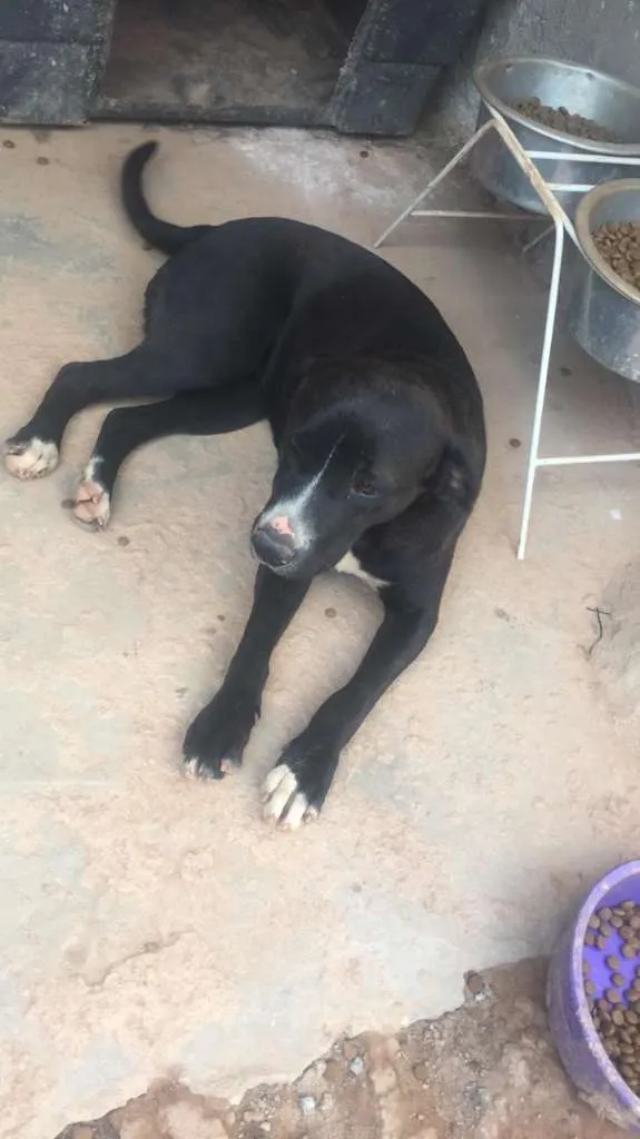 Cachorro ra a Mix de Vira-Lata com Pitbull idade 3 anos nome Manu - Pitbull 