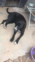 Manu - Pitbull