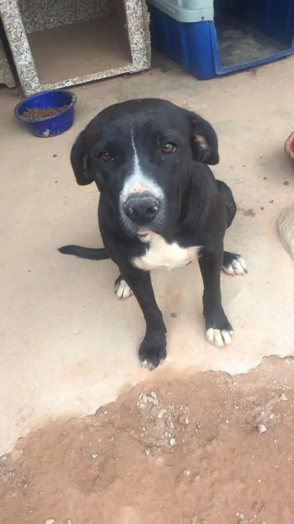 Cachorro ra a Mix de Vira-Lata com Pitbull idade 3 anos nome Manu - Pitbull 