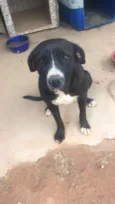 Manu - Pitbull