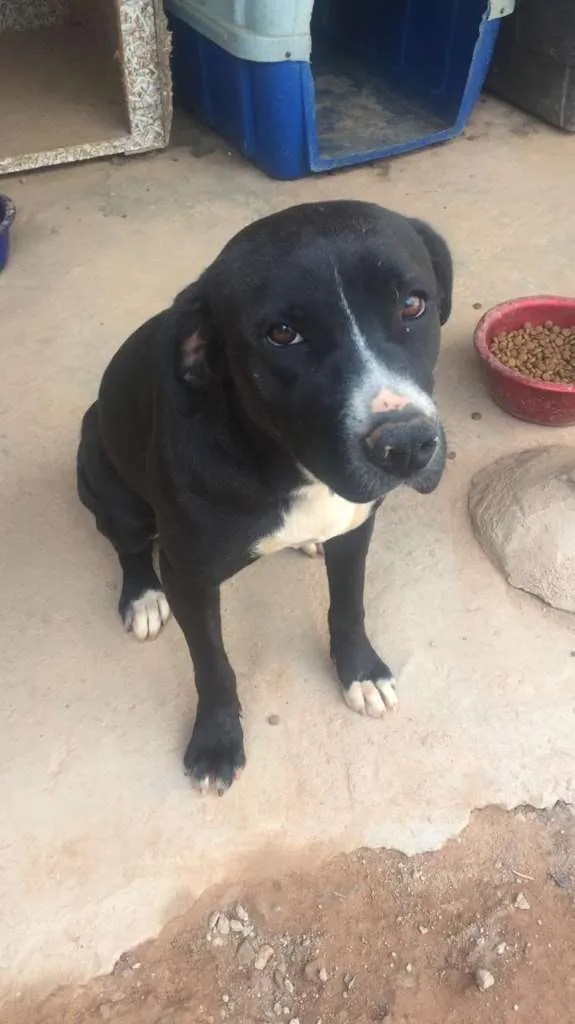 Cachorro ra a Mix de Vira-Lata com Pitbull idade 3 anos nome Manu - Pitbull 