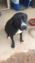 Manu - Pitbull
