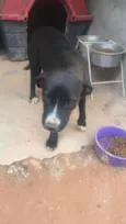 Manu - Pitbull