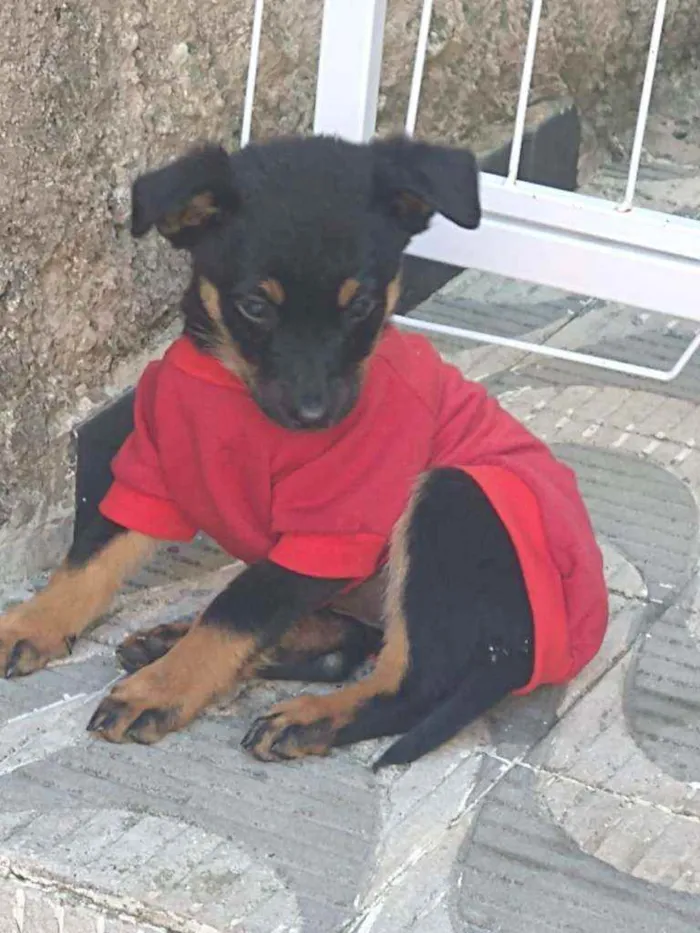 Cachorro ra a SRD idade 2 a 6 meses nome Sem nome