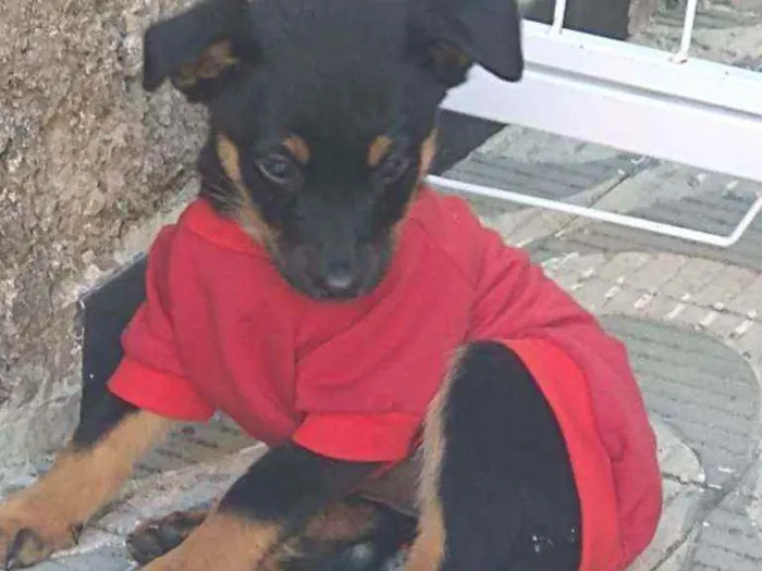Cachorro ra a SRD idade 2 a 6 meses nome Sem nome