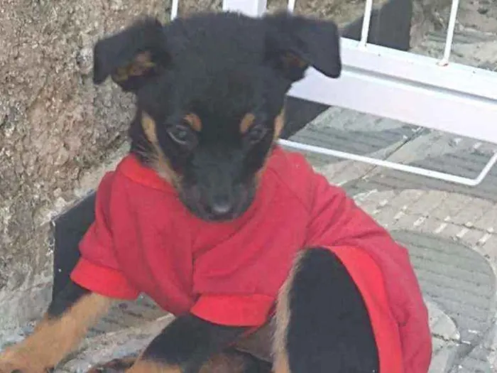 Cachorro ra a SRD idade 2 a 6 meses nome Sem nome