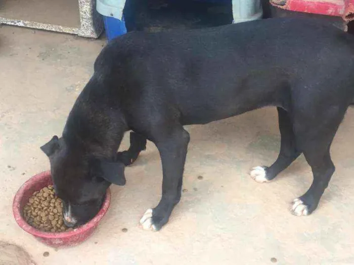Cachorro ra a Mix de Vira-Lata com Pitbull idade 3 anos nome Manu - Pitbull 