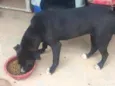 Manu - Pitbull