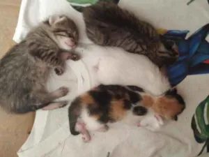 Gato raça .... idade Abaixo de 2 meses nome ...