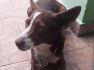 Cachorro raça Srd idade 7 a 11 meses nome Toddy bonzinho lindo