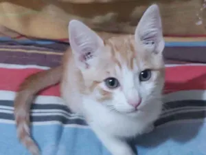 Gato raça  idade 2 a 6 meses nome Raul